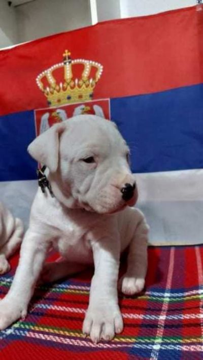 Dogo Argentino, stenci odg. KENNEL TROKU